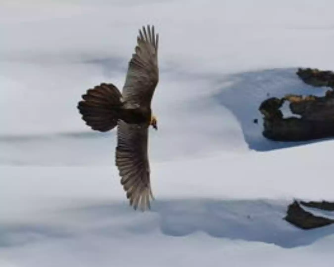 Young Gypaetes reintroduced in the Alps 1 Refuge du Lac Blanc en Vanoise 014