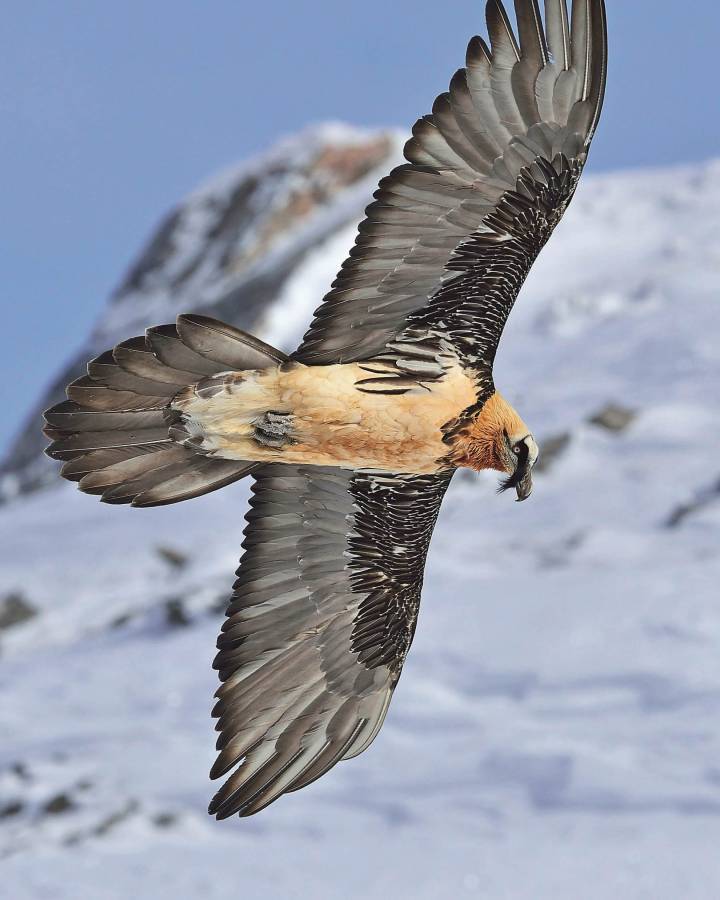 Young Gypaetes reintroduced in the Alps 4 Reintroduction of young gypae in the Alps 01