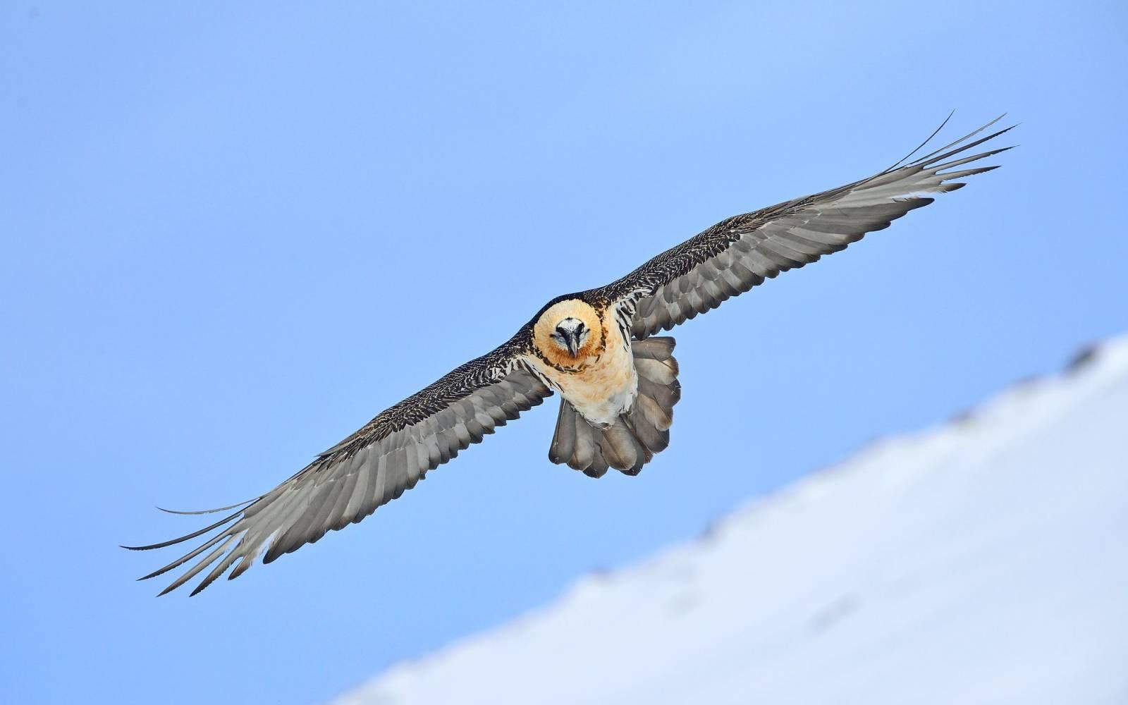 Reintroduction of young gypae in the Alps 03