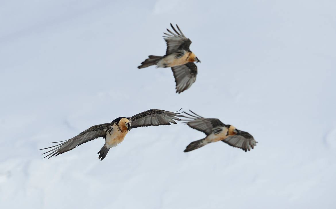 Young Gypaetes reintroduced in the Alps 5 Reintroduction of young gypae in the Alps